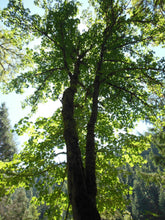 Load image into Gallery viewer, Bigleaf Maple | Lot of 30 Tree Seedlings | The Jonsteen Company
