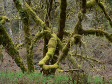 Load image into Gallery viewer, Bigleaf Maple | Medium Tree Seedling | The Jonsteen Company