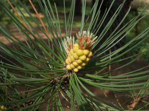 Bishop Pine | Small Tree Seedling | The Jonsteen Company