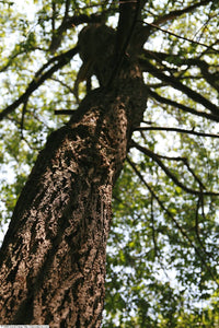 Black Tupelo | Small Tree Seedling | The Jonsteen Company