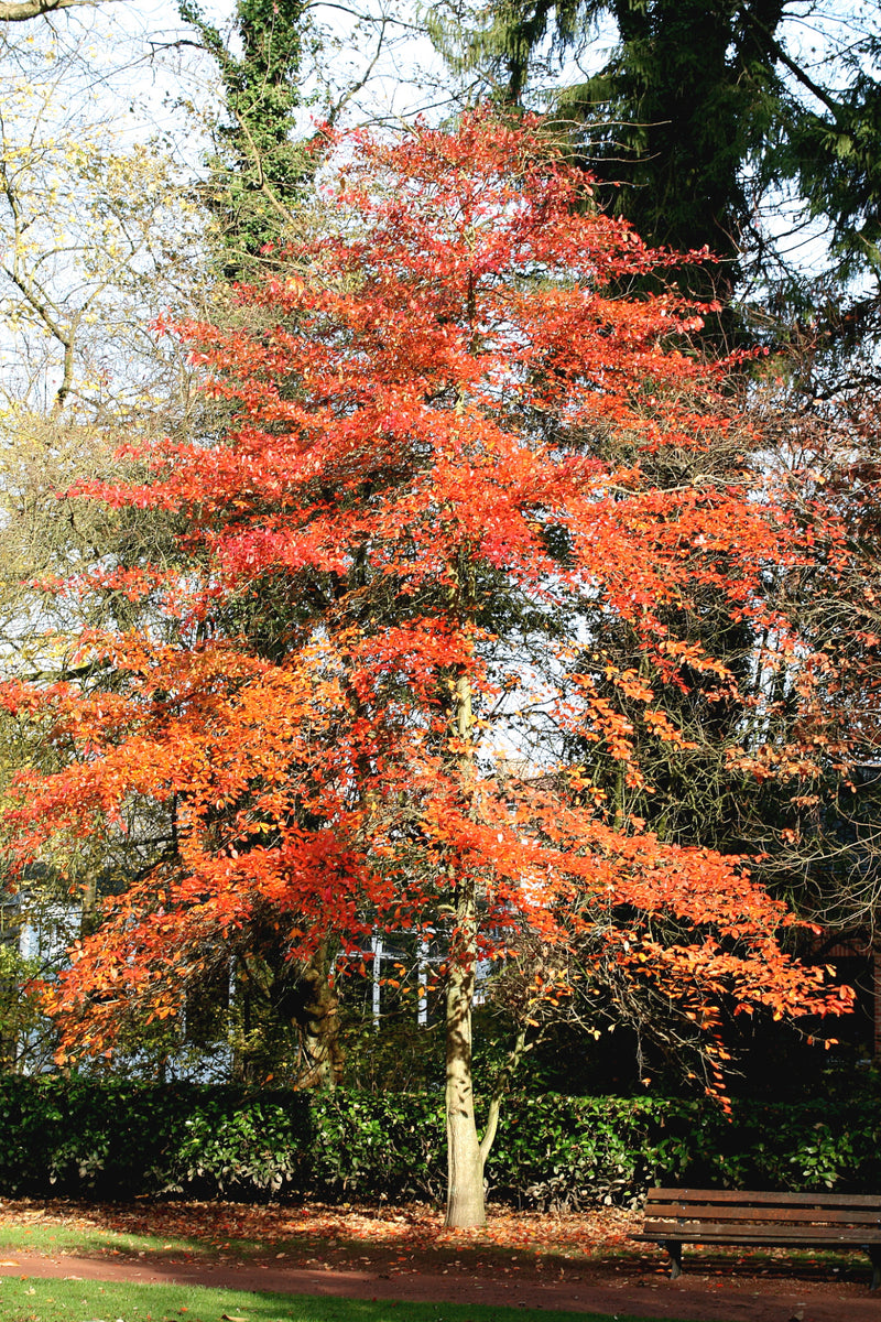 Black Tupelo | Medium Tree Seedling – The Jonsteen Company