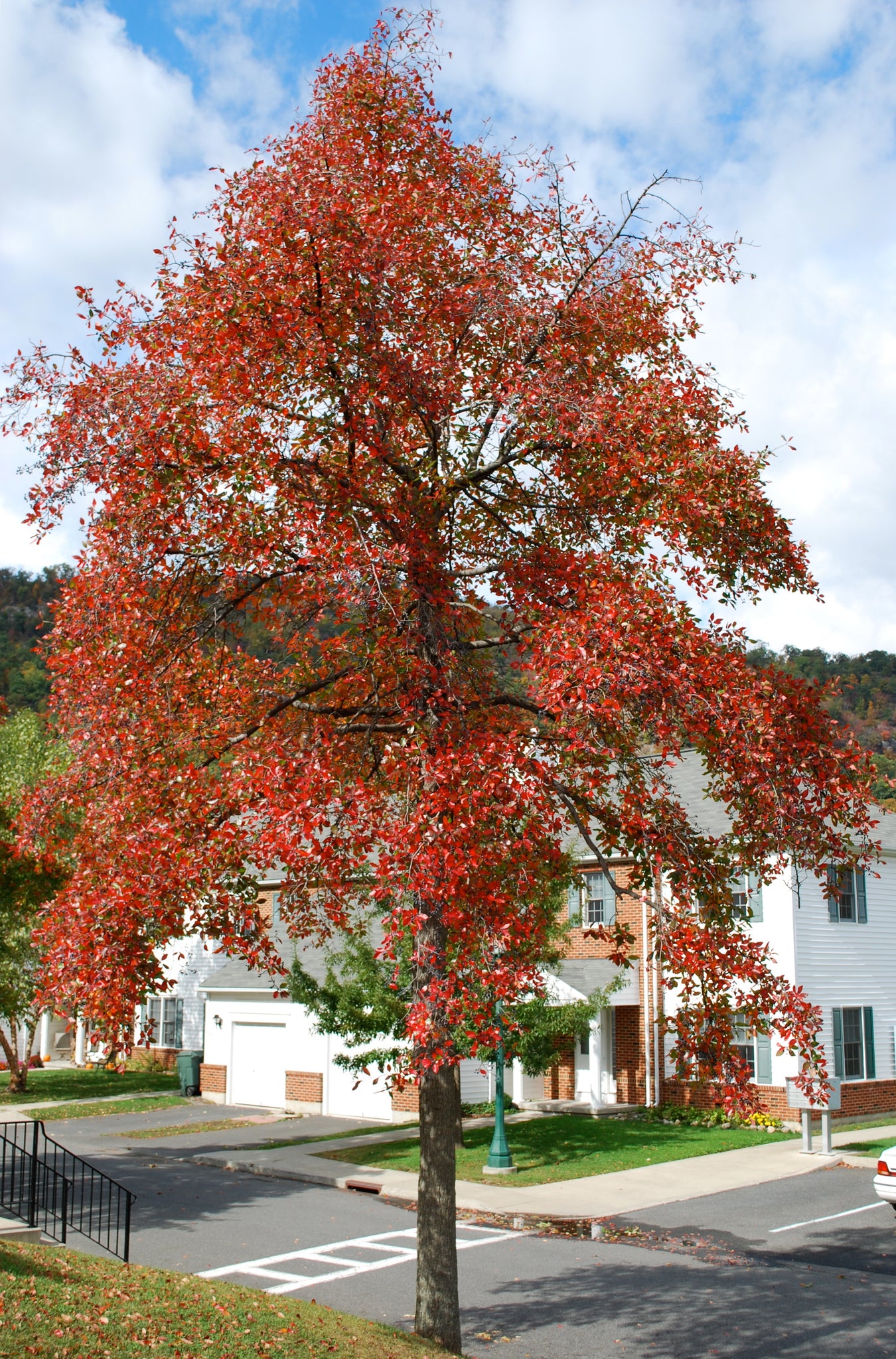 Tupelo Rtree Black Tupelo | Medium Tree Seedling – The Jonsteen Company