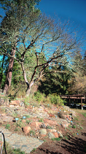 Blue Oak | Lot of 30 Tree Seedlings | The Jonsteen Company