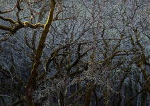 Load image into Gallery viewer, Blue Oak | Lot of 30 Tree Seedlings | The Jonsteen Company