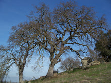 Load image into Gallery viewer, Blue Oak | Medium Tree Seedling | The Jonsteen Company