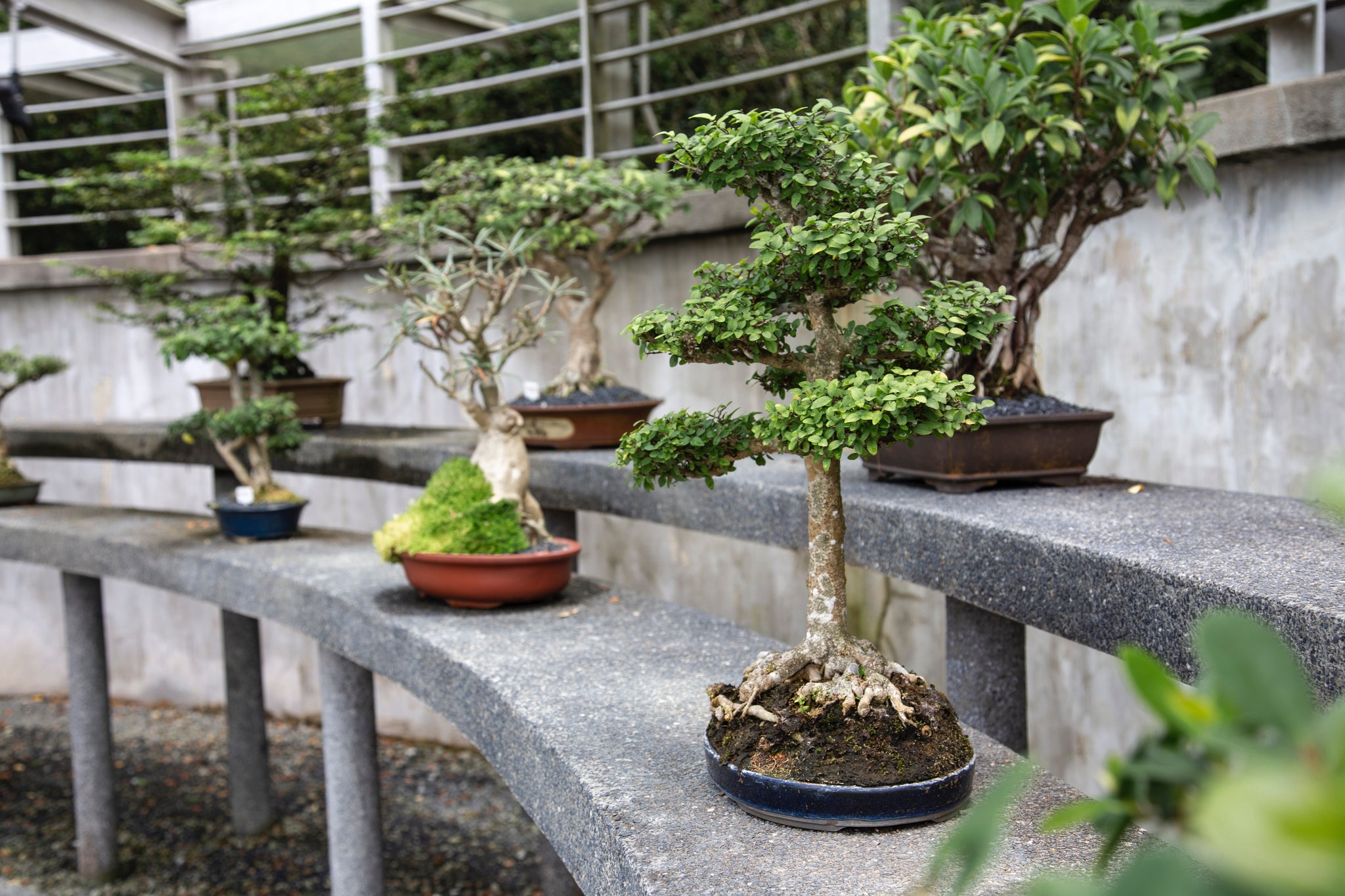 tiny bonsai trees for sale Bonsai Tree Bundle
