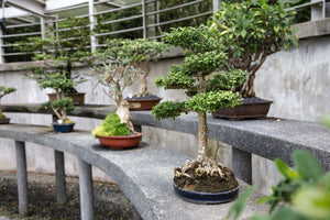 bonsai tree seedlings Bonsai Tree Bundle