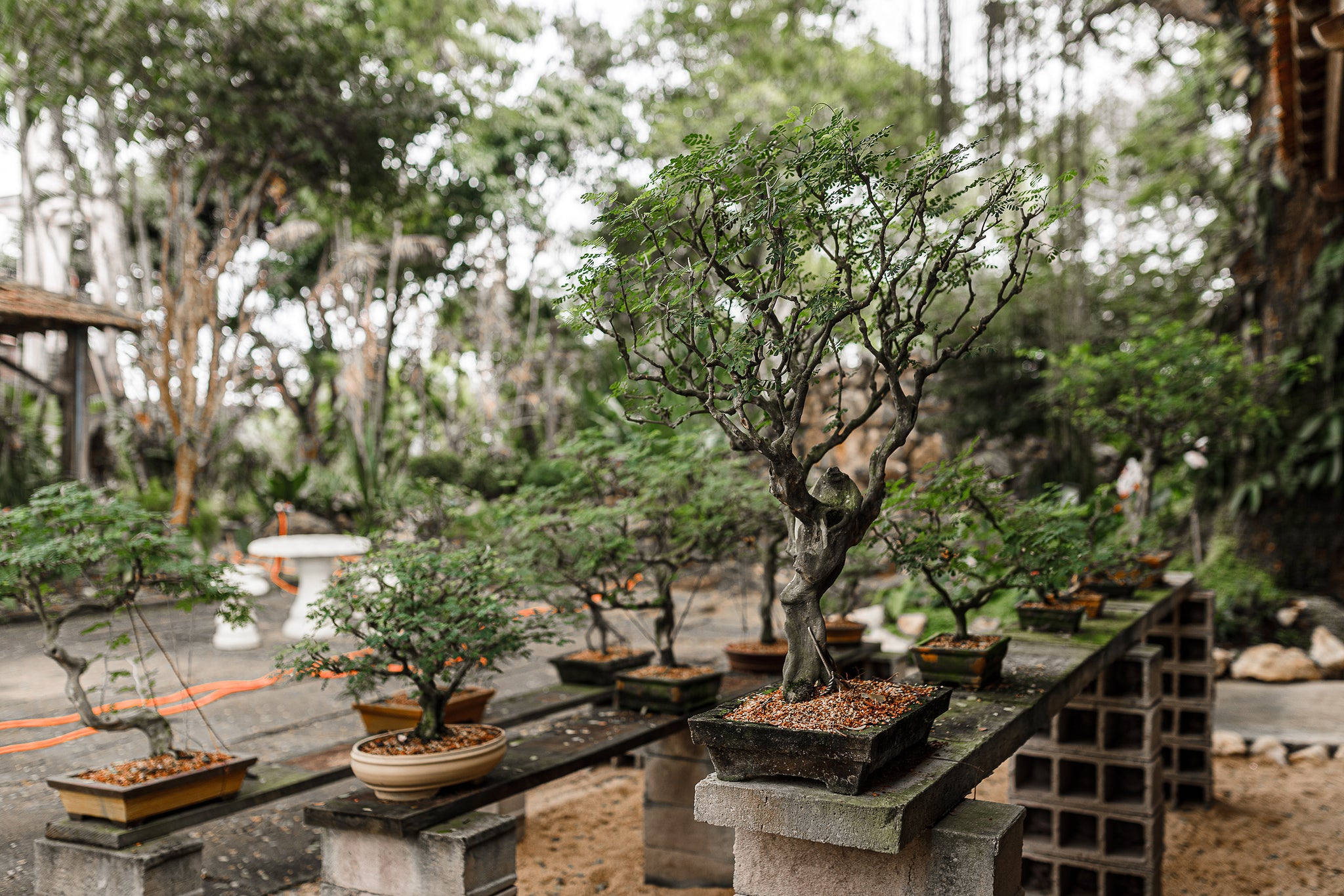 Bonsai Tree Bundle  Collection of 5 Seedlings –