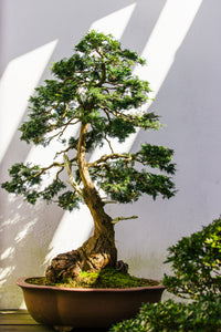 live bonsai tree Bonsai Starter