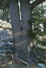 Load image into Gallery viewer, Bosnian Pine | Medium Tree Seedling | The Jonsteen Company
