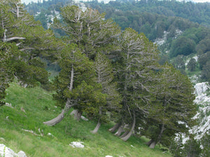 Bosnian Pine | Medium Tree Seedling | The Jonsteen Company