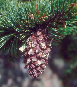 Bristlecone Pine | Pinus aristata | Large Tree Seedling | The Jonsteen Company