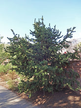 Load image into Gallery viewer, Bristlecone Pine | Pinus aristata | Medium Tree Seedling | The Jonsteen Company