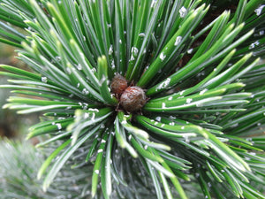 Bristlecone Pine | Pinus aristata | Medium Tree Seedling | The Jonsteen Company