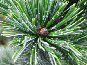 Bristlecone Pine | Pinus aristata | Small Tree Seedling | The Jonsteen Company