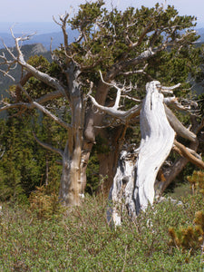 Bristlecone Pine | Pinus aristata | Medium Tree Seedling | The Jonsteen Company