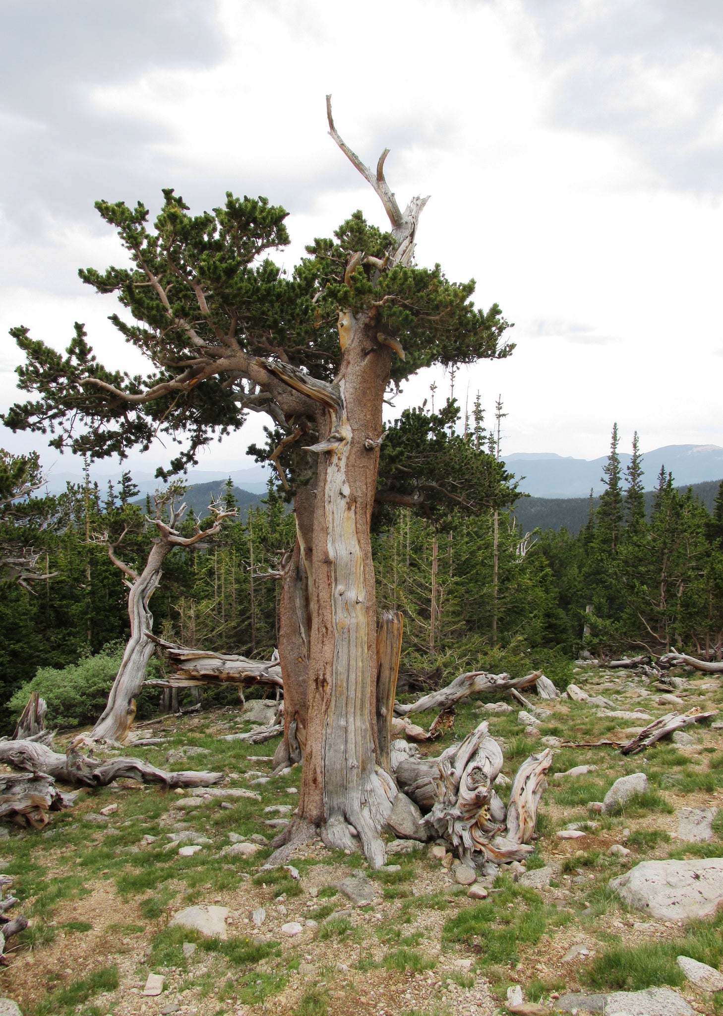pinus aristata bonsai tree Bristlecone Pine | Pinus aristata