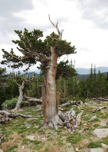 Bristlecone Pine | Pinus aristata | Large Tree Seedling | The Jonsteen Company