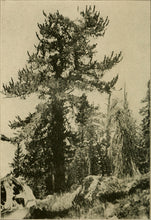 Load image into Gallery viewer, Bristlecone Pine | Pinus aristata | Medium Tree Seedling | The Jonsteen Company