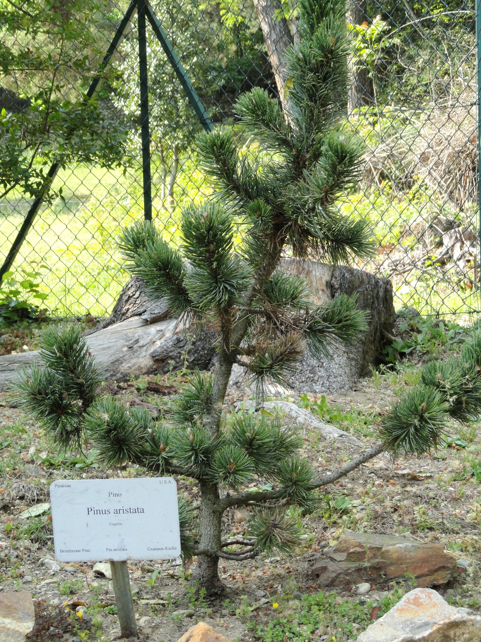 pinus aristata bonsai tree Bristlecone Pine | Pinus aristata