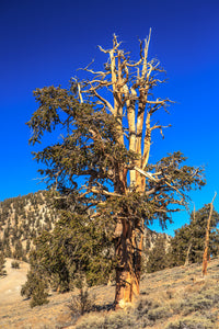 Bristlecone Pine | Pinus longaeva | Small Tree Seedling | The Jonsteen Company