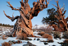 Load image into Gallery viewer, Bristlecone Pine | Pinus longaeva | Small Tree Seedling | The Jonsteen Company