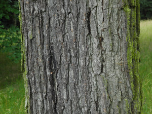 Bur Oak | Medium Tree Seedling | The Jonsteen Company
