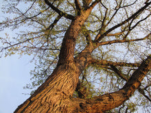 Load image into Gallery viewer, Bur Oak | Medium Tree Seedling | The Jonsteen Company