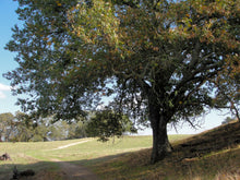 Load image into Gallery viewer, California Black Oak | Lot of 30 Tree Seedlings | The Jonsteen Company