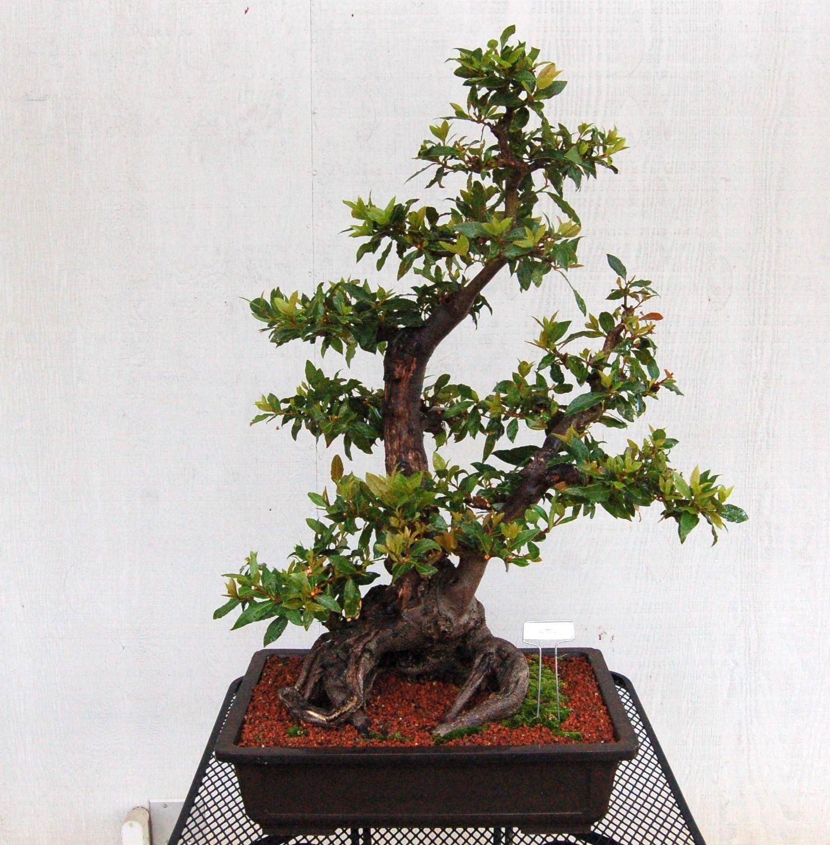 bay leaf tree bonsai California Bay Laurel