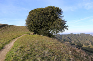 California Bay Laurel | Large Tree Seedling | The Jonsteen Company