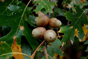 California Black Oak | Medium Tree Seedling | The Jonsteen Company