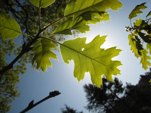 California Black Oak | Lot of 30 Tree Seedlings | The Jonsteen Company