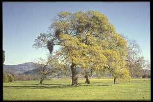 California Black Oak | Lot of 30 Tree Seedlings | The Jonsteen Company