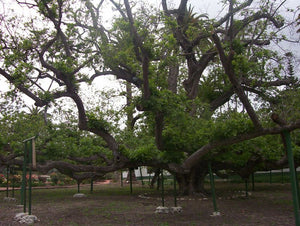 California Black Walnut | XL Tree Seedling | The Jonsteen Company