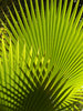 Palm Tree | California Fan Palm | The Jonsteen Company