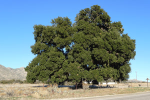 Coast Live Oak | Lot of 30 Tree Seedlings | The Jonsteen Company
