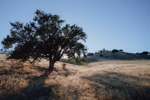 Oaks of California | Collection of 5 Seedlings | The Jonsteen Company