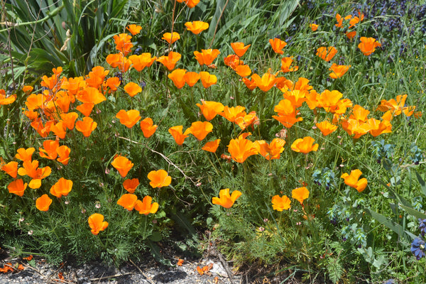 California Poppy | Flower Seed Grow Kit | The Jonsteen Company