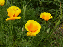 Load image into Gallery viewer, California Poppy | Flower Seed Grow Kit | The Jonsteen Company