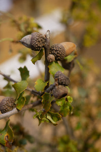 California Scrub Oak | Medium Tree Seedling | The Jonsteen Company
