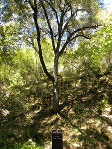 Canyon Live Oak | Medium Tree Seedling | The Jonsteen Company