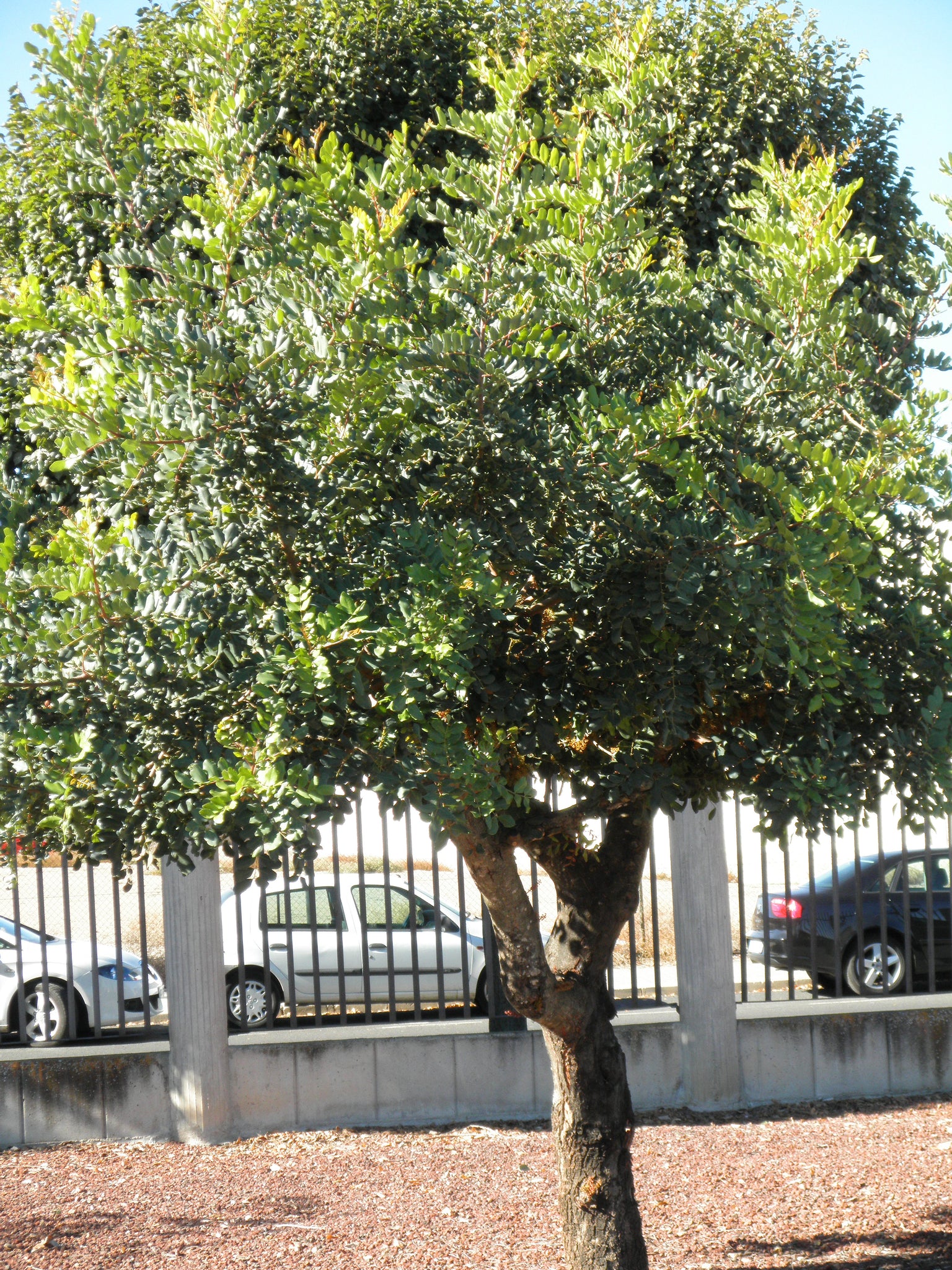 Capog Tree Carob Tree | Medium Tree Seedling – The Jonsteen Company