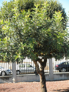Carob Tree | Medium Tree Seedling | The Jonsteen Company