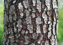 Load image into Gallery viewer, Cedar of Lebanon | Medium Tree Seedling | The Jonsteen Company