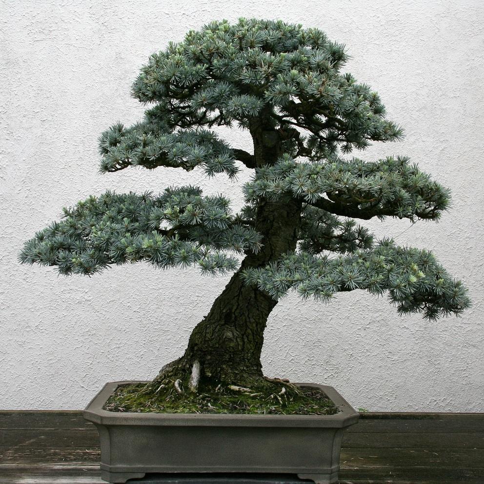 bonsai tree lebanon Cedar of Lebanon