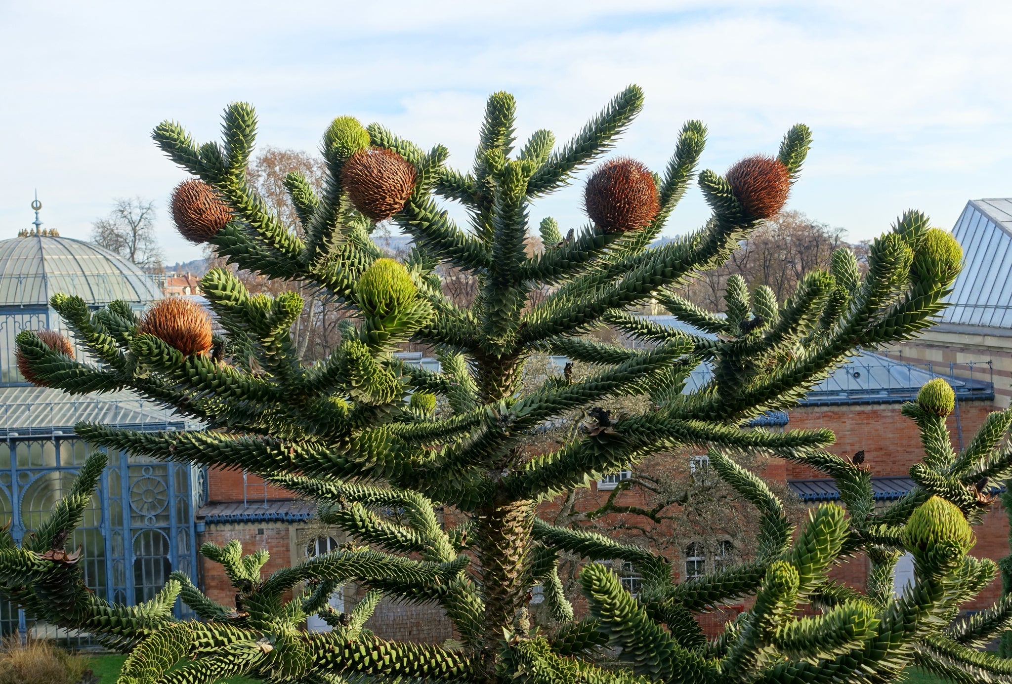Chilean Monkey Puzzle | Medium Tree Seedling – The Jonsteen Company