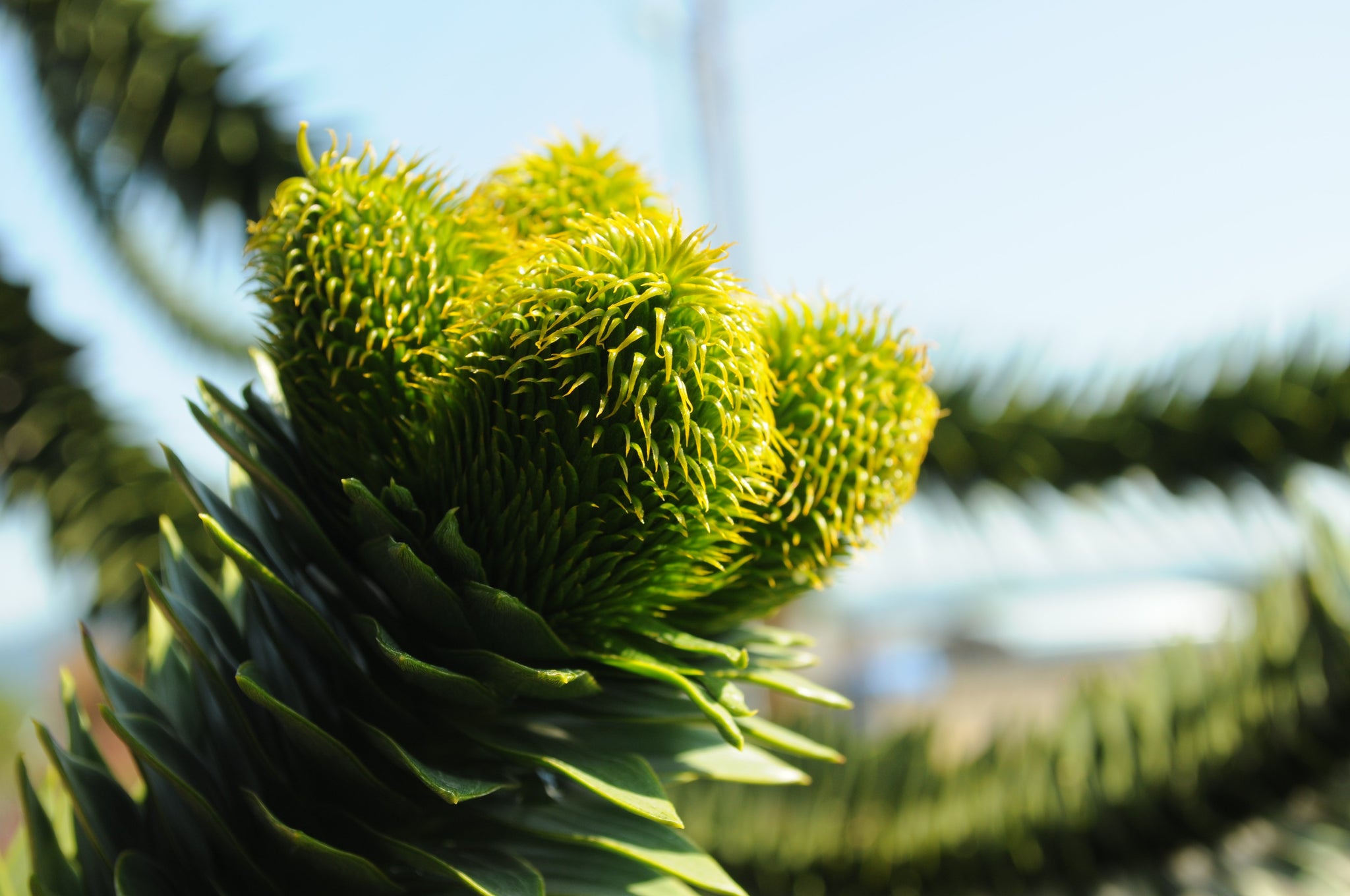Monkey Tree Chilean Monkey Puzzle | Large Tree Seedling – SequoiaTrees.com