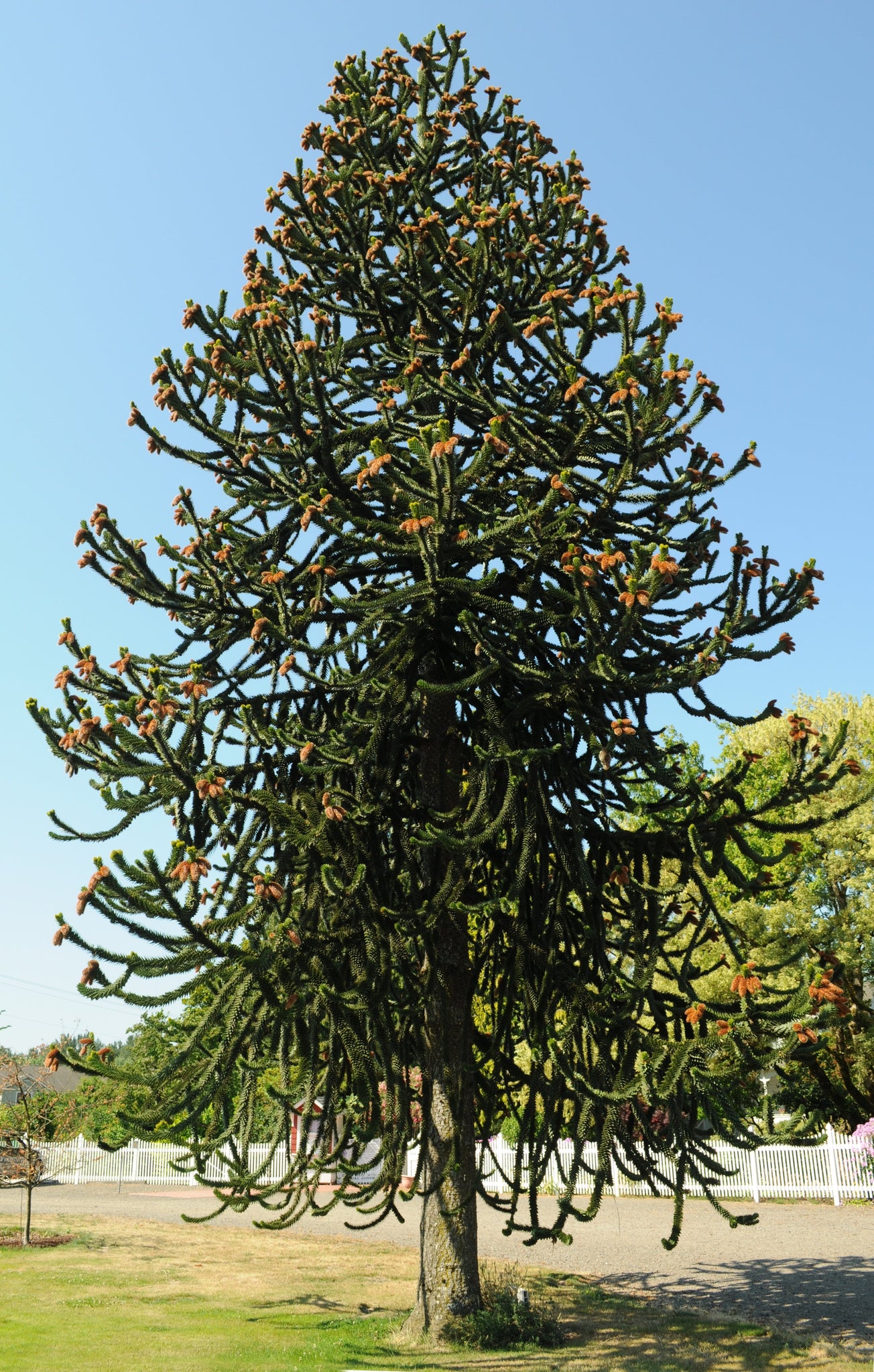 Monkey Tree Chilean Monkey Puzzle | Large Tree Seedling – SequoiaTrees.com