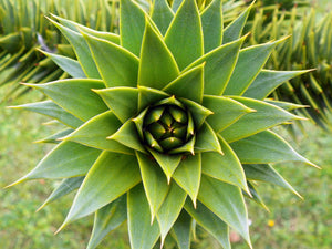 Chilean Monkey Puzzle | Large Tree Seedling | The Jonsteen Company